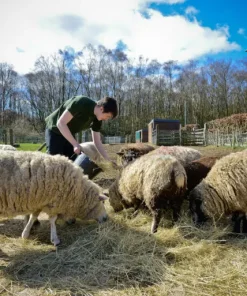 Küçükbaş Hayvan Yetiştiriciliği